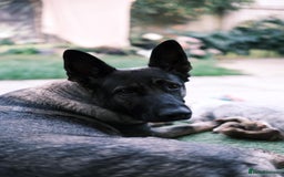 German Shepherd dogs for sale: Silver German Shepherd  - Image 1