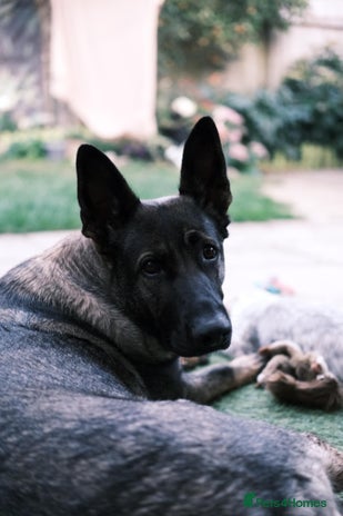 German Shepherd dogs - Advert 6