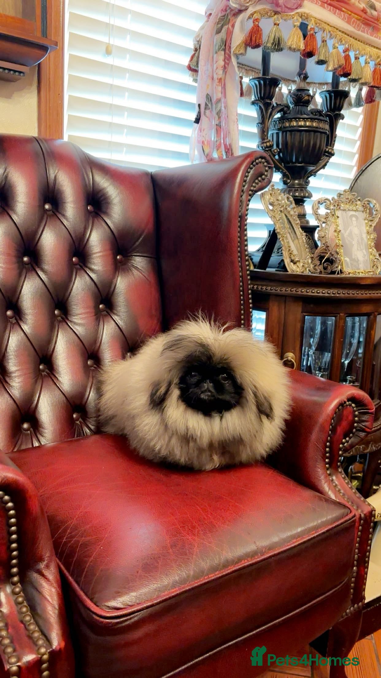 Pekingese dogs Stunning high quality Pekingese puppies KC REG  - Advert 3