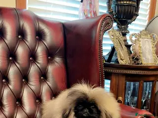Pekingese dogs Stunning high quality Pekingese puppies KC REG - Advert 6