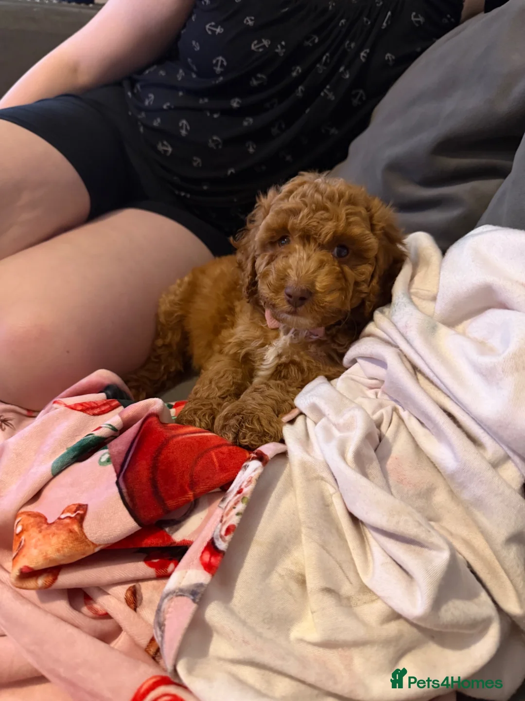 Cockapoo dogs for sale: Red cockapoo - Advert 2