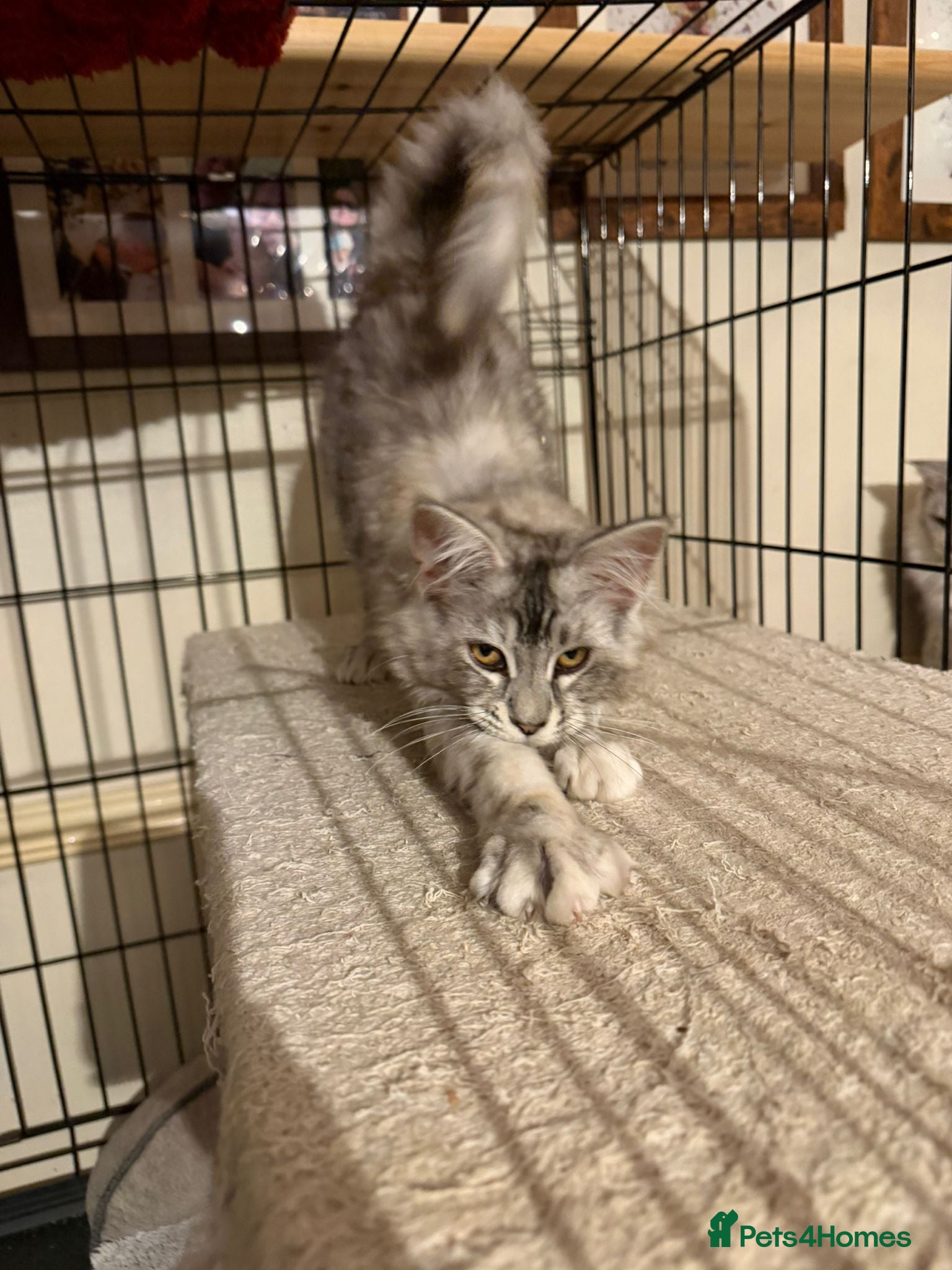 Maine Coon cats 1 Mainecoon kitten for sale - Tabby - Advert 1
