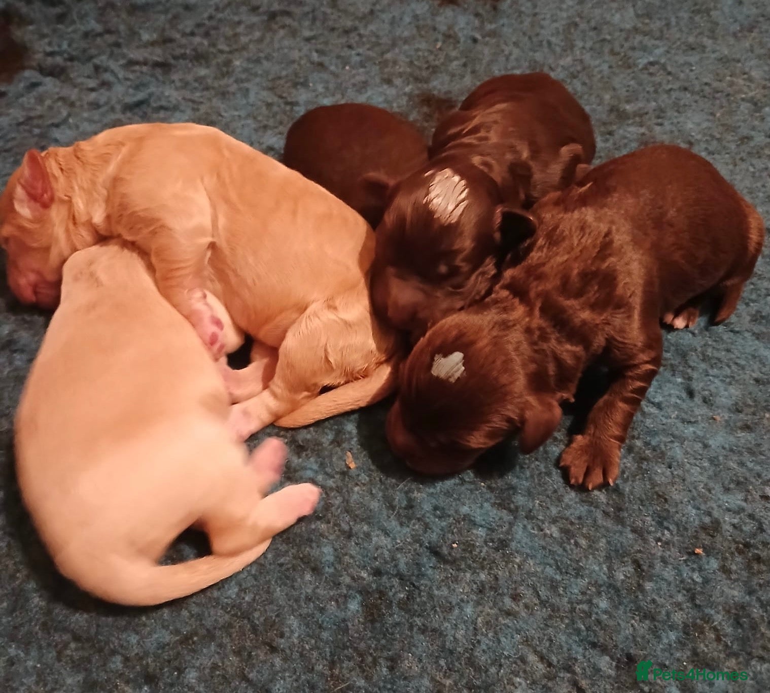 Australian Labradoodle dogs     🐾 Adorable Australian Labradoodle Puppies  - Advert 1