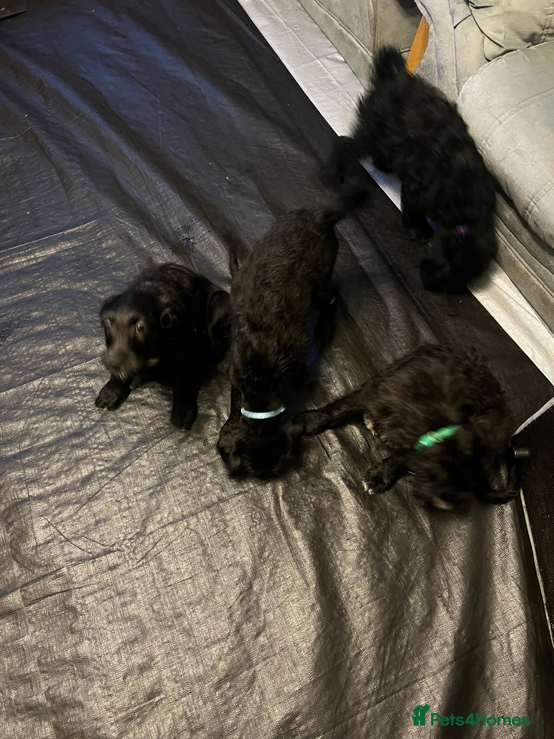 Mixed Breed dogs for sale:  🐾 Labradoodle x Entlebucher Sennenhund Puppies! - Image 7