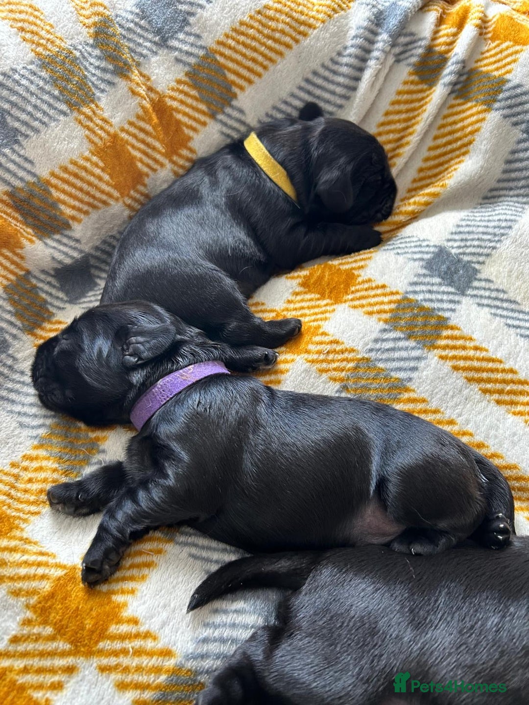 Cockerdor dogs for sale: Cockador Puppies for sale - Image 32