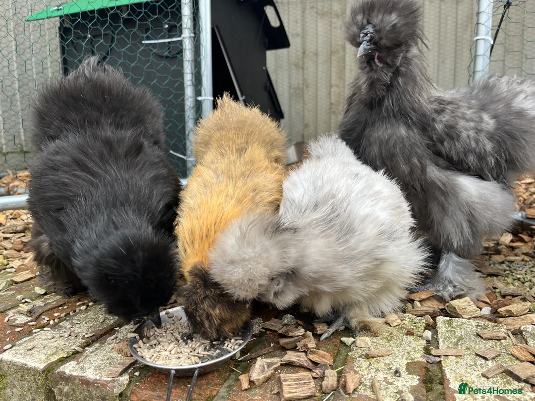 Chickens poultry for sale: Blue silkie roo in Heywood - Advert 5
