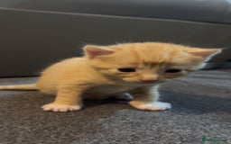 Domestic Shorthair cats for sale: Domestic Shorthair Kittens  - Image 3