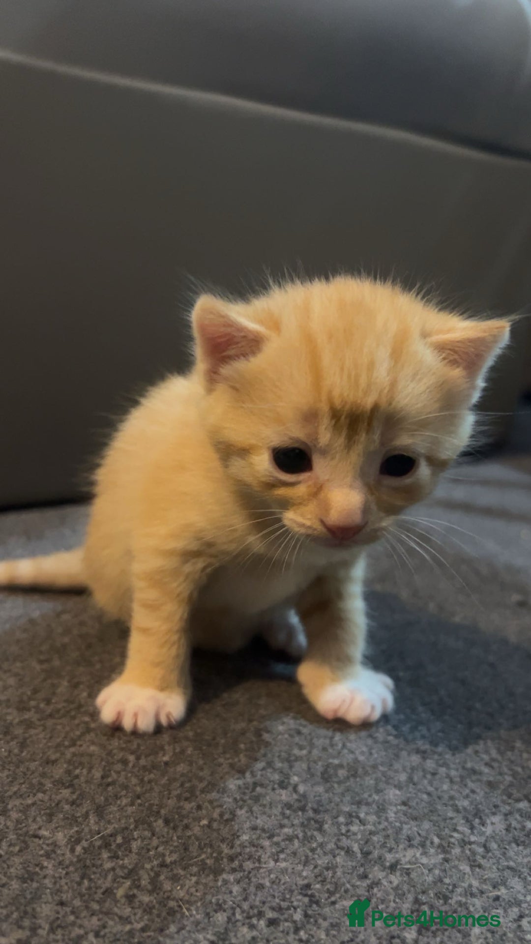 Domestic Shorthair cats for sale: Domestic Shorthair Kittens  - Image 3