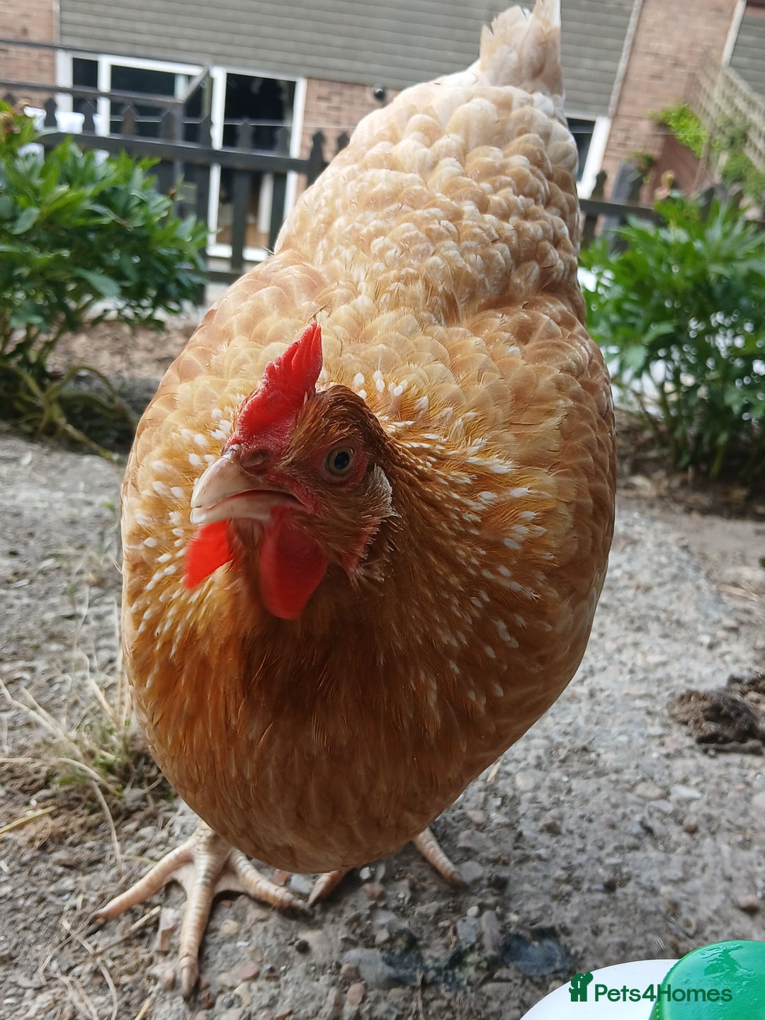 Chickens poultry for sale: 7 point of lay hens  - Image 5