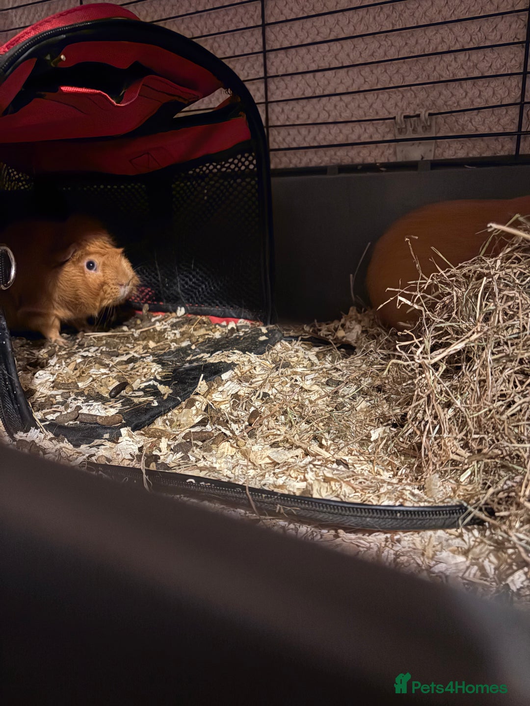 Guinea Pig rodents for sale: 2 male guinea pigs for rehome - Advert 4