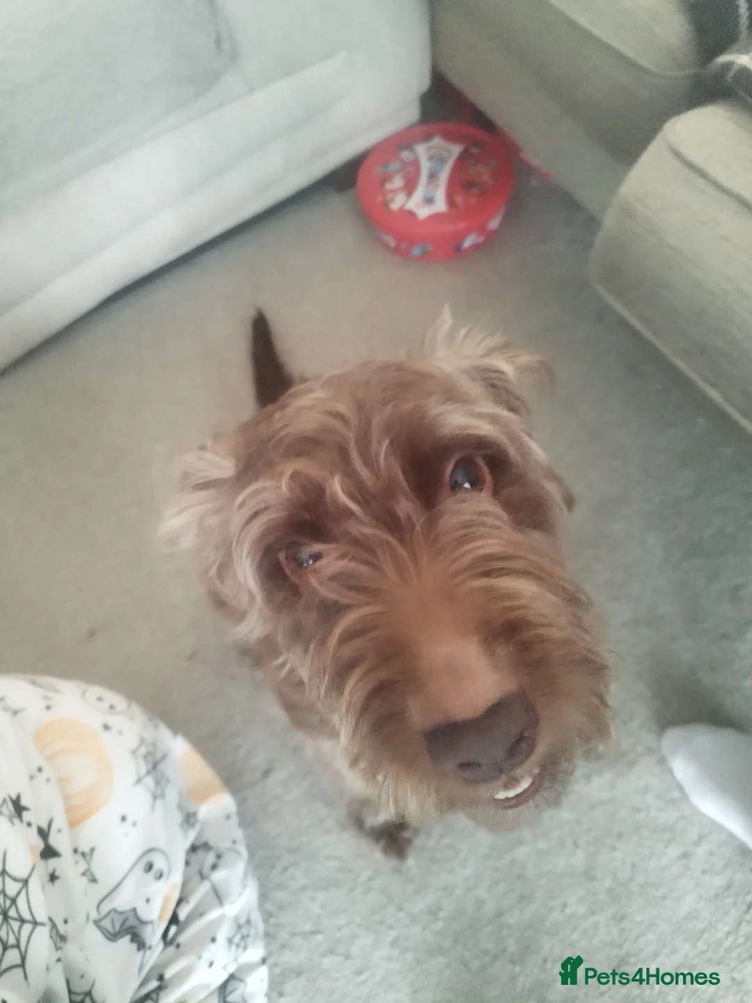 Mixed Breed dogs for sale: Dobby The Dog - Advert 5