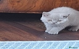 British Shorthair cats for sale: British Blue Short-hair 4 kittens for sale  - Image 30