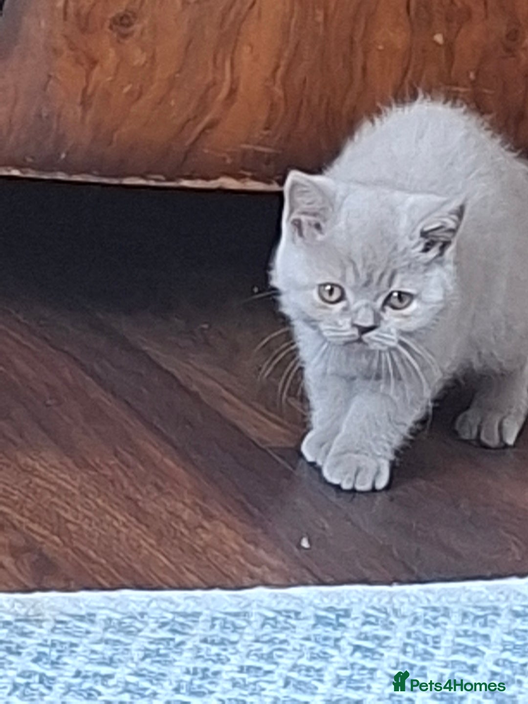 British Shorthair cats for sale: British Blue Short-hair 4 kittens for sale  - Image 30