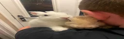 Mini Lop rabbits for sale: X3 Mini Lop Bunnies - Advert 6