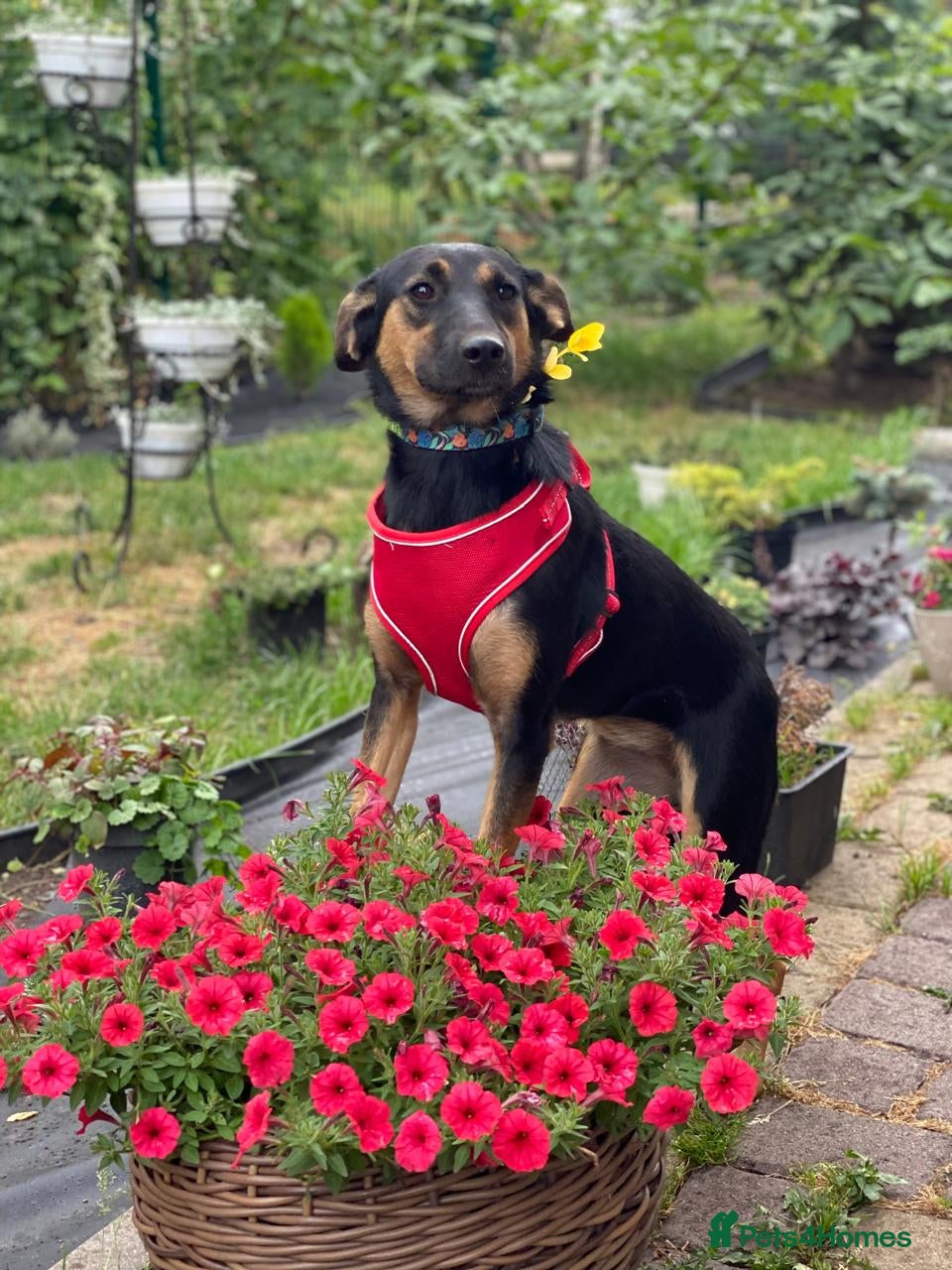 Mixed Breed dogs ❤️GINA❤️  14-month-old perfect medium size girl - Advert 1