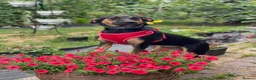 Mixed Breed dogs for adoption: ❤️GINA❤️  14-month-old perfect medium size girl in Burton-on-Trent - Advert 1