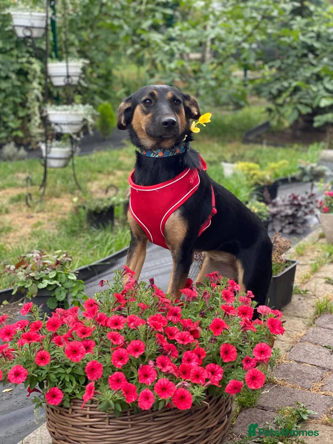 Mixed Breed dogs for adoption: ❤️GINA❤️  14-month-old perfect medium size girl in Burton-on-Trent - Advert 1