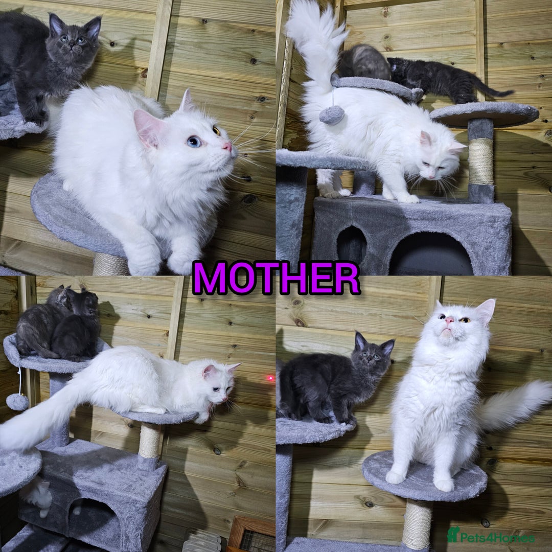 Maine Coon cats for sale: MAINE COON - Advert 2