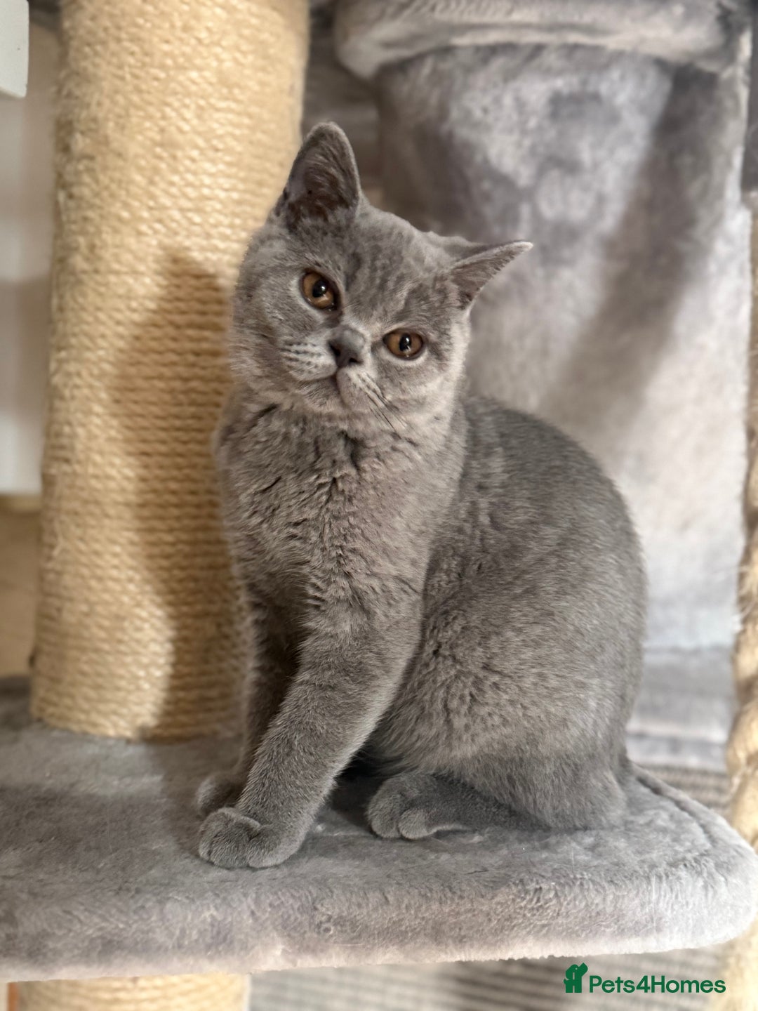 British Shorthair cats for sale: BSH READY TO GO! TICA REGISTERED 1 BOY LEFT in Gloucester - Image 13