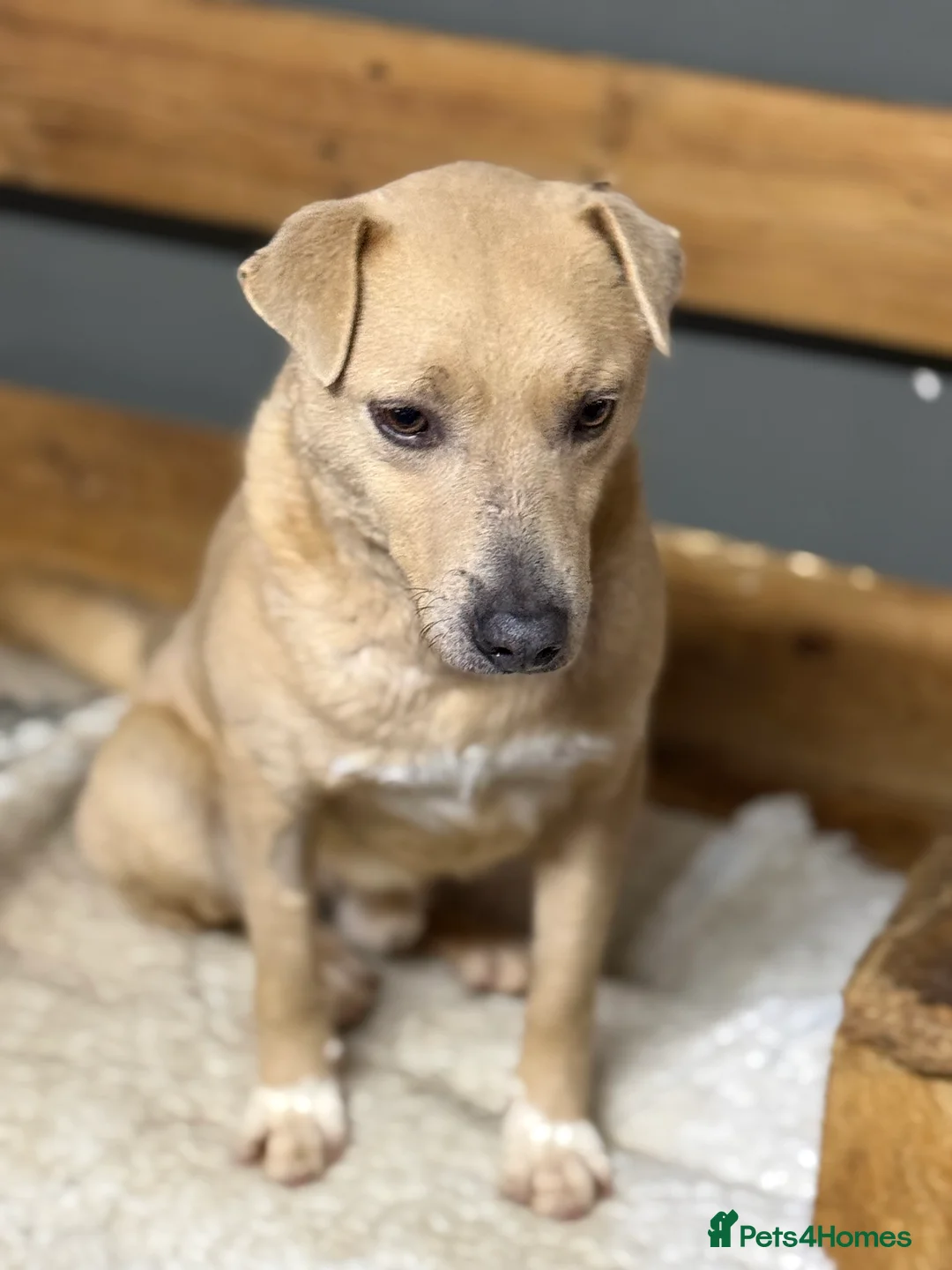 Mixed Breed dogs for adoption: Sweet Locky Looking for LOVE - Advert 2