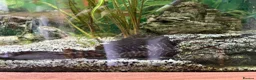 Sharks fish for sale: Fish tank 275L and fish - Advert 2