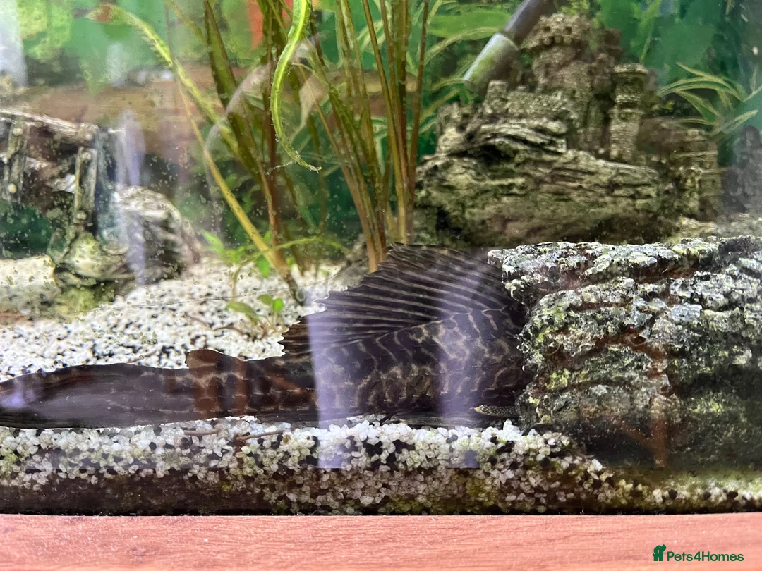 Sharks fish for sale: Fish tank 275L and fish - Advert 2