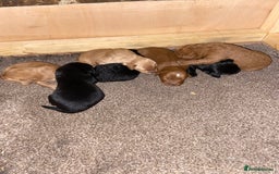Aussiedoodle dogs for sale: Gorgeous Aussie Doodle Pups - Image 17