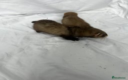 Ferret rodents for sale: Baby Ferrets - Image 18