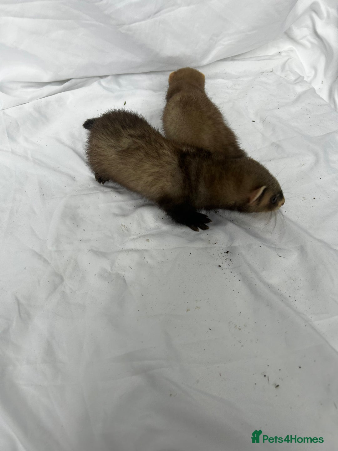 Ferret rodents for sale: Baby Ferrets - Image 18