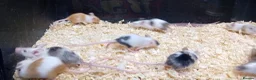Mouse rodents for sale: Baby Fancy Mice Females  - Advert 10