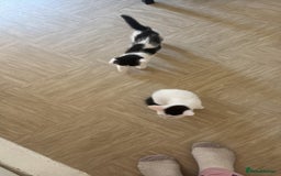 Mixed Breed cats for sale: Kittens for sale  - Image 4
