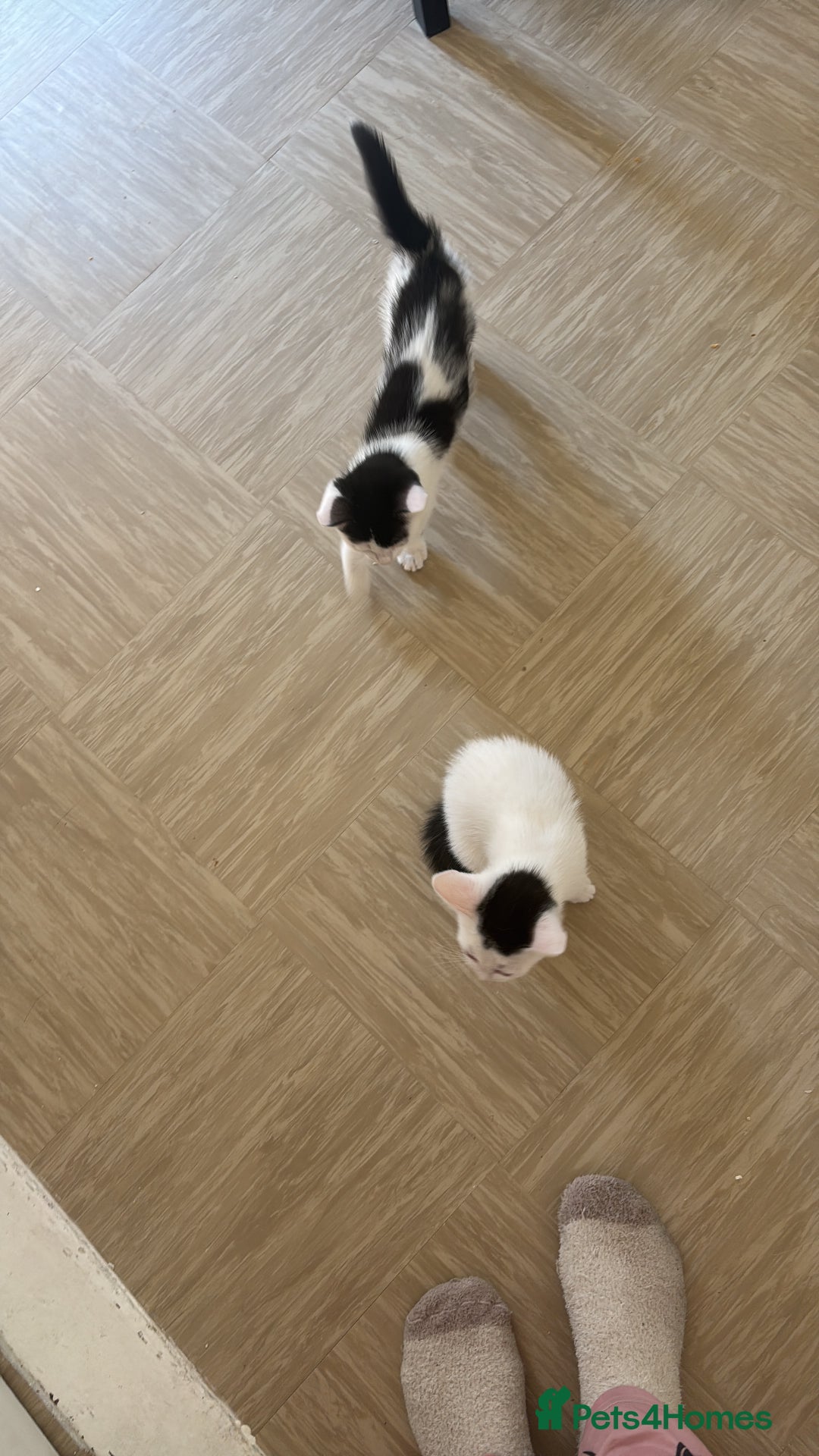 Mixed Breed cats for sale: Kittens for sale  - Image 4