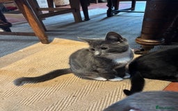 Domestic Shorthair cats for sale: 4 kittens, ready to go - Image 10