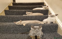 British Shorthair cats for sale: 💜GCCF Kittens Ready for Their Forever Homes!💜 - Image 27