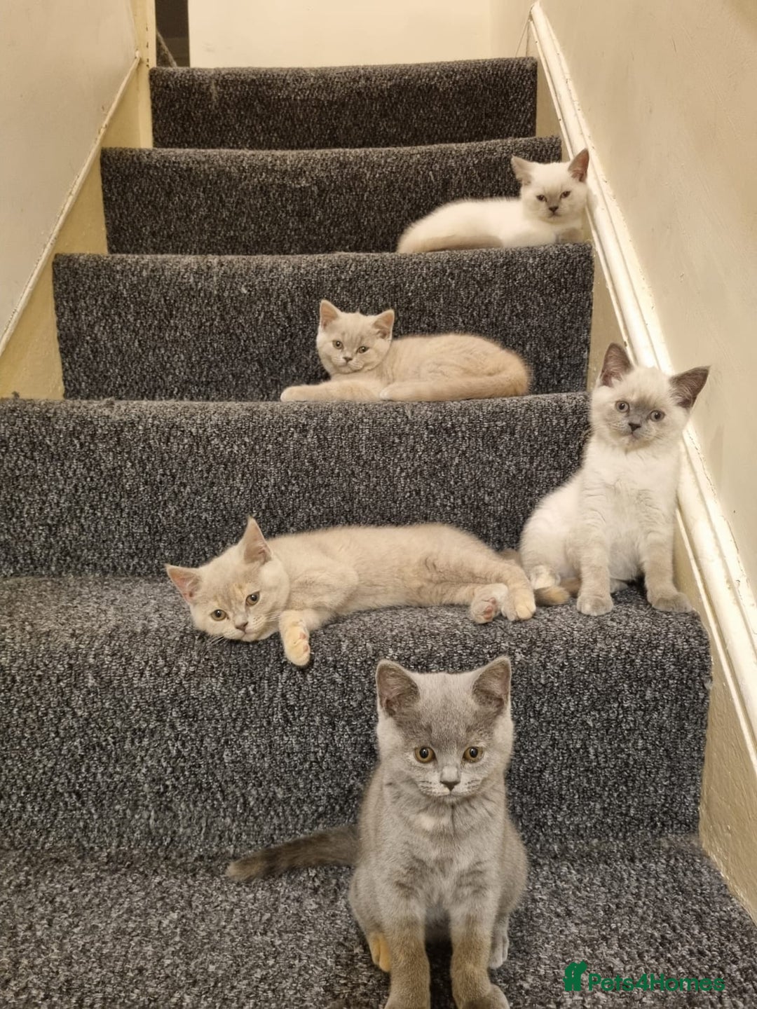 British Shorthair cats for sale: 💜GCCF Kittens Ready for Their Forever Homes!💜 - Image 27