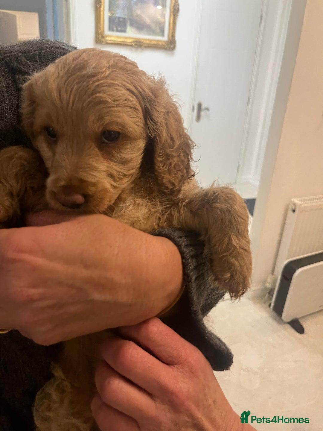 Cockapoo dogs for sale: F1 cockapoo  - Advert 6