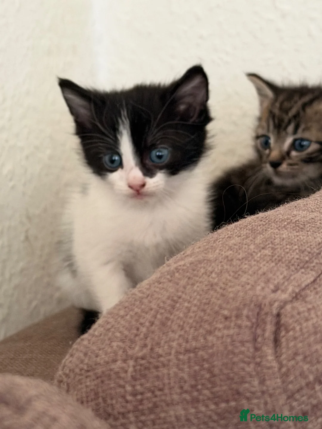 Mixed Breed cats for sale: Kittens for sale  - Advert 5