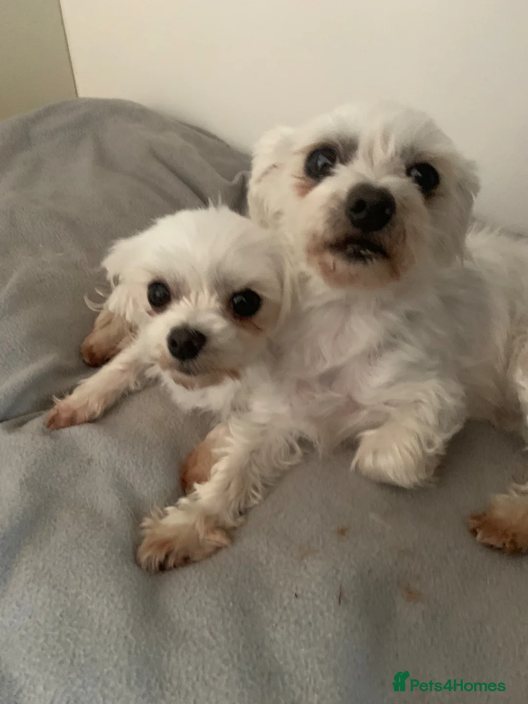 Maltese dogs for sale: 2 maltese - Advert 5