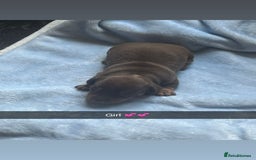 Miniature Dachshund dogs for sale: Miniature dachshunds puppies  - Image 2