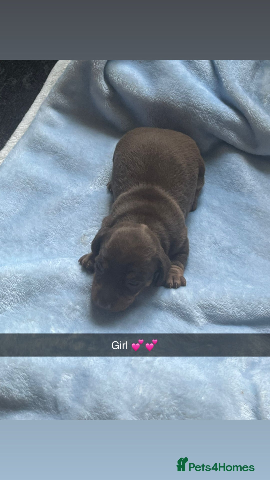 Miniature Dachshund dogs for sale: Miniature dachshunds puppies  - Image 2