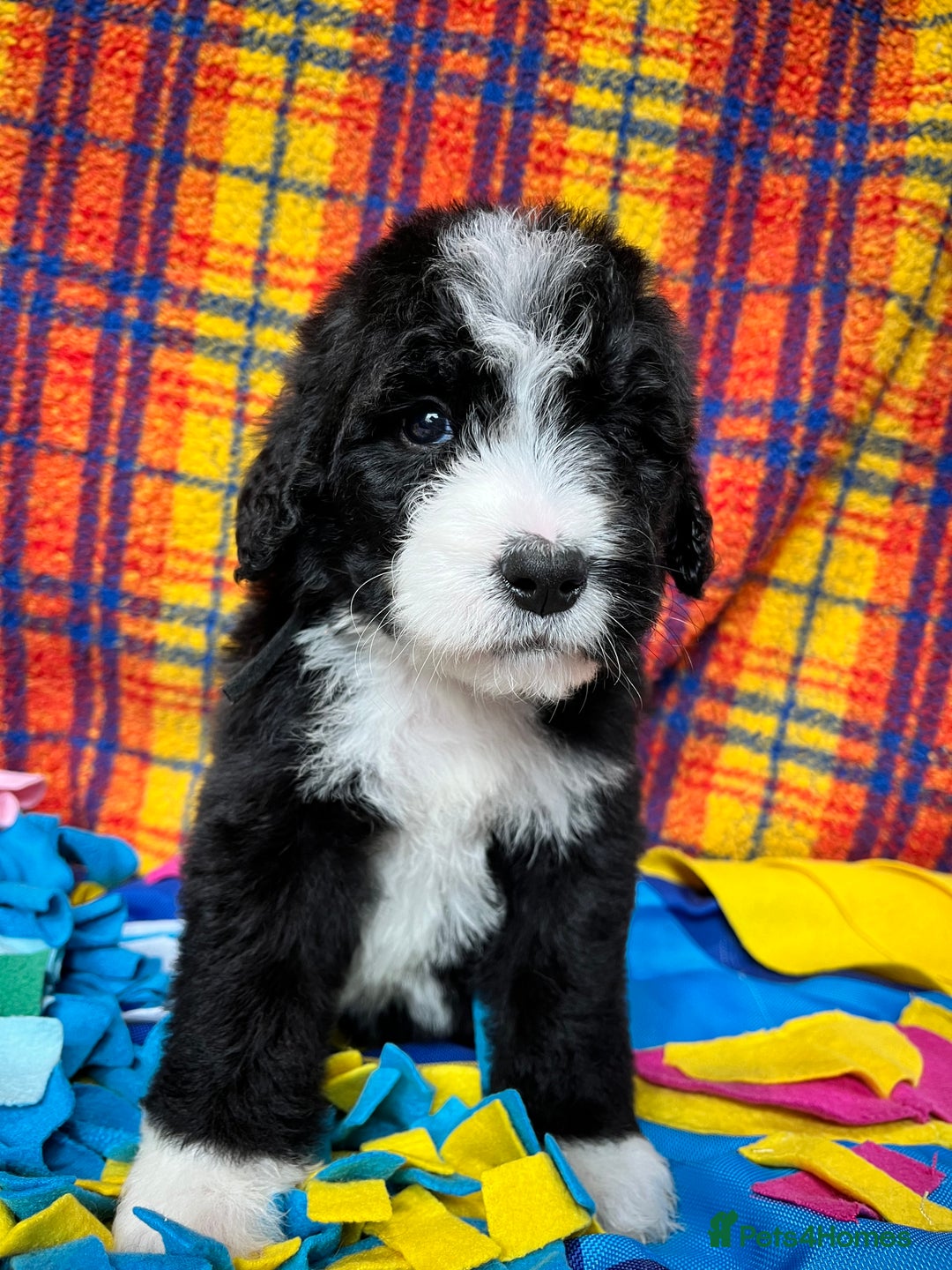 Bernedoodle dogs for sale: F1 standard Bernedoodle puppies. Licensed breeder - Advert 5