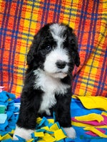 Bernedoodle dogs F1 standard Bernedoodle puppies. Licensed breeder - Advert 2