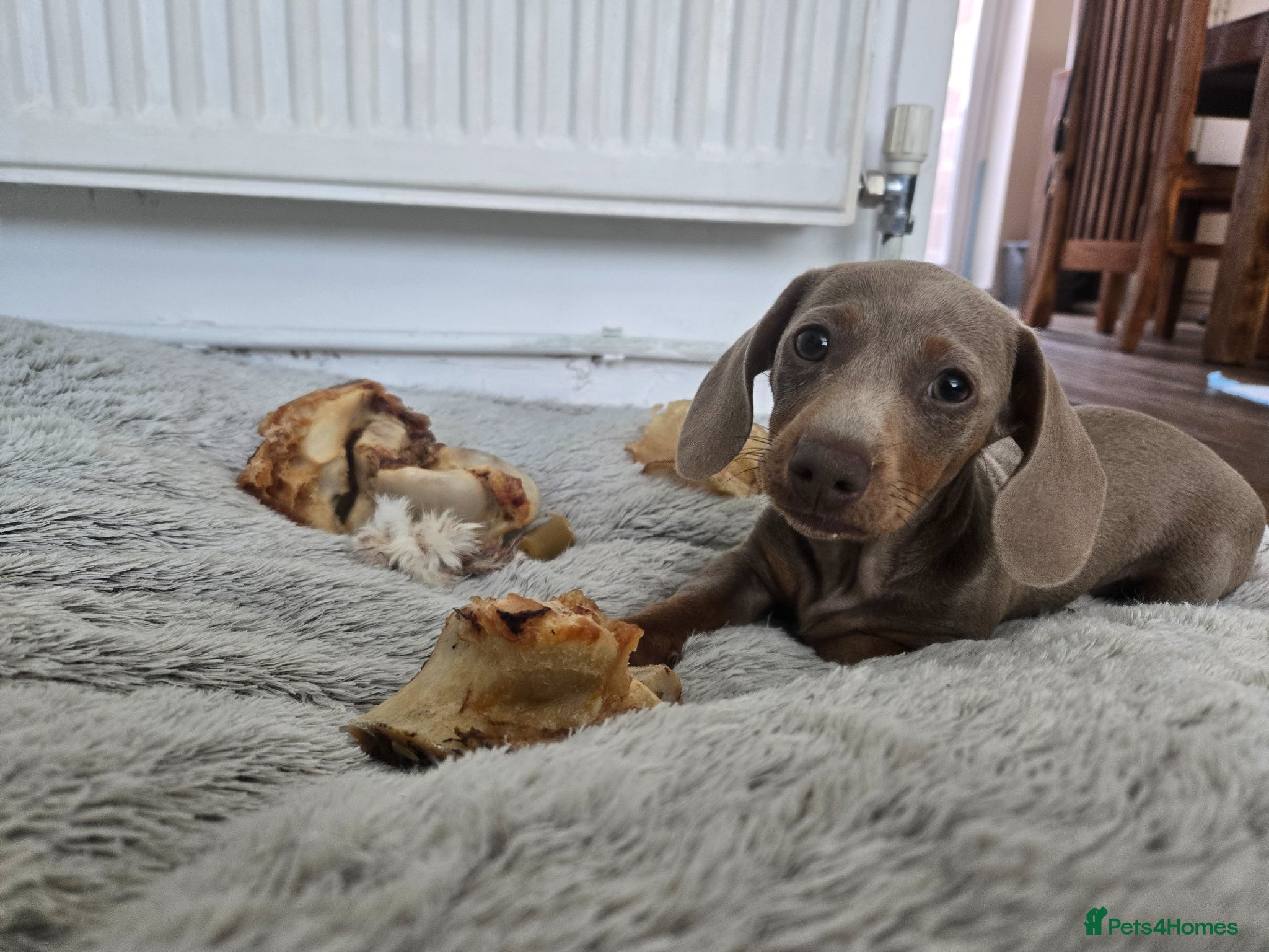 Miniature Dachshund dogs 1 little mini girl left 🥰 - Advert 2