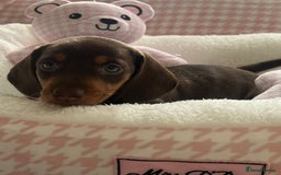 Miniature Dachshund dogs for sale: Miniature Dachshund  - Image 37