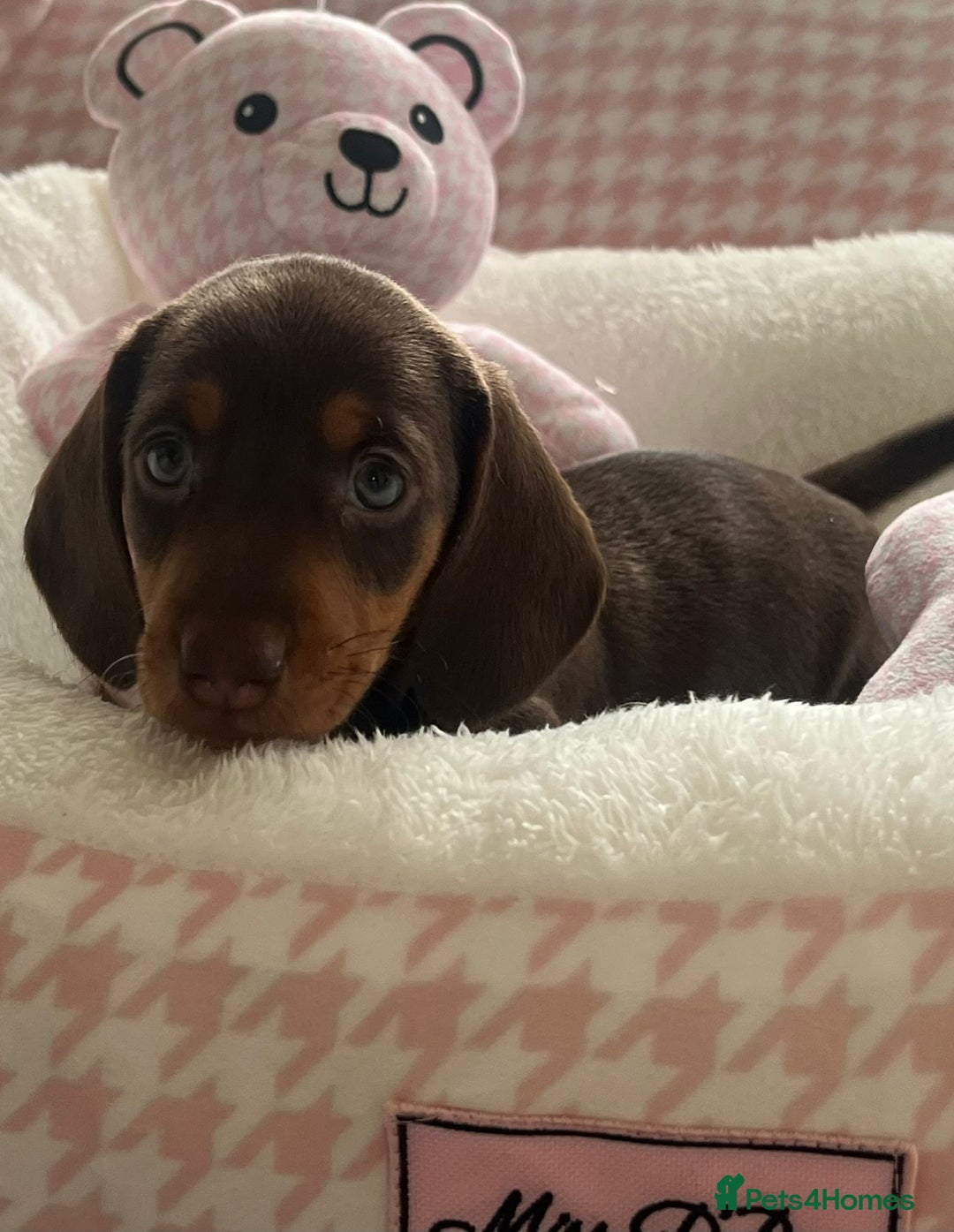 Miniature Dachshund dogs for sale: Miniature Dachshund  - Image 37