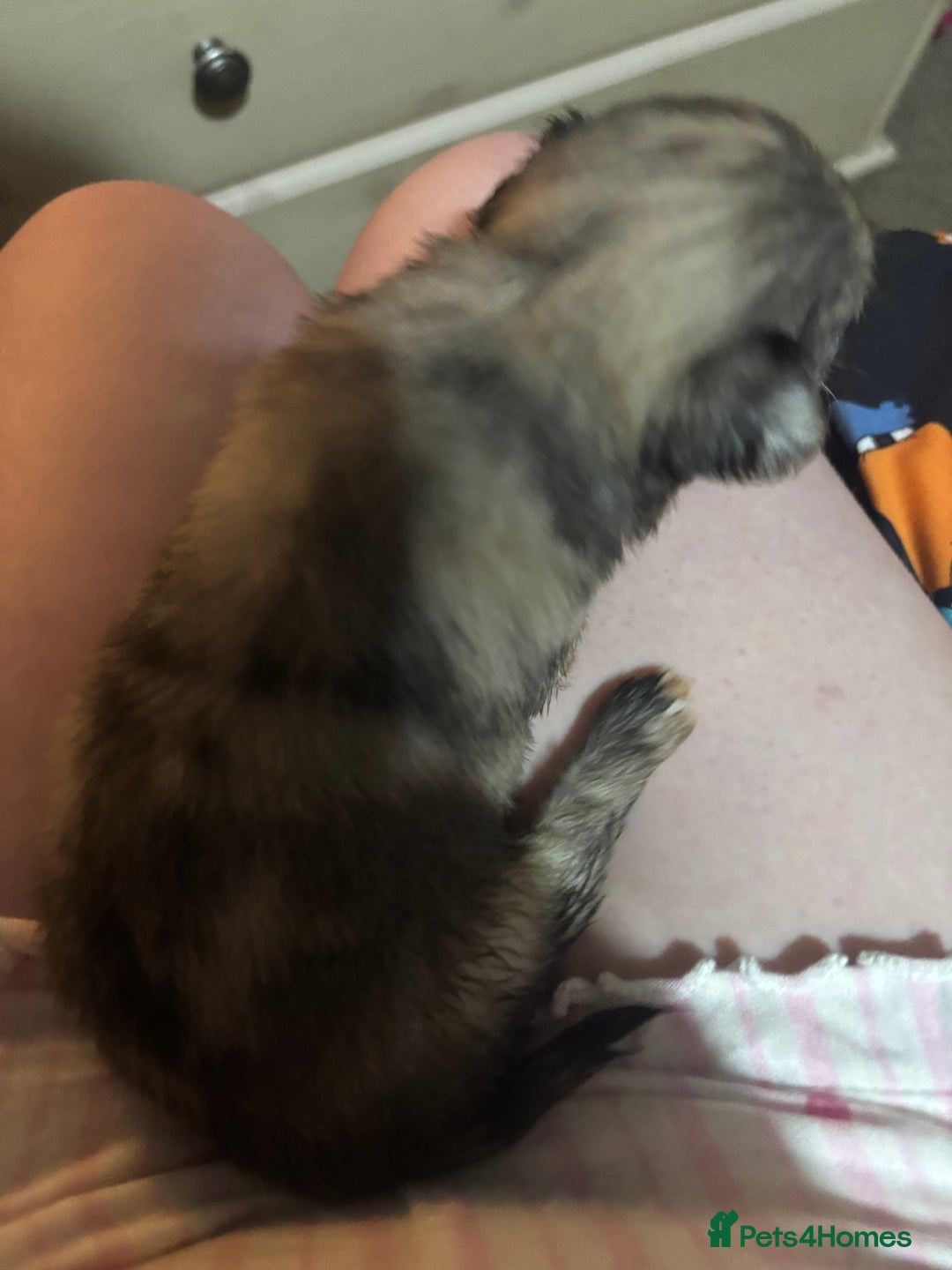 Chihuahua dogs for sale: Mixed litter of chihuahuas forsake  - Image 5