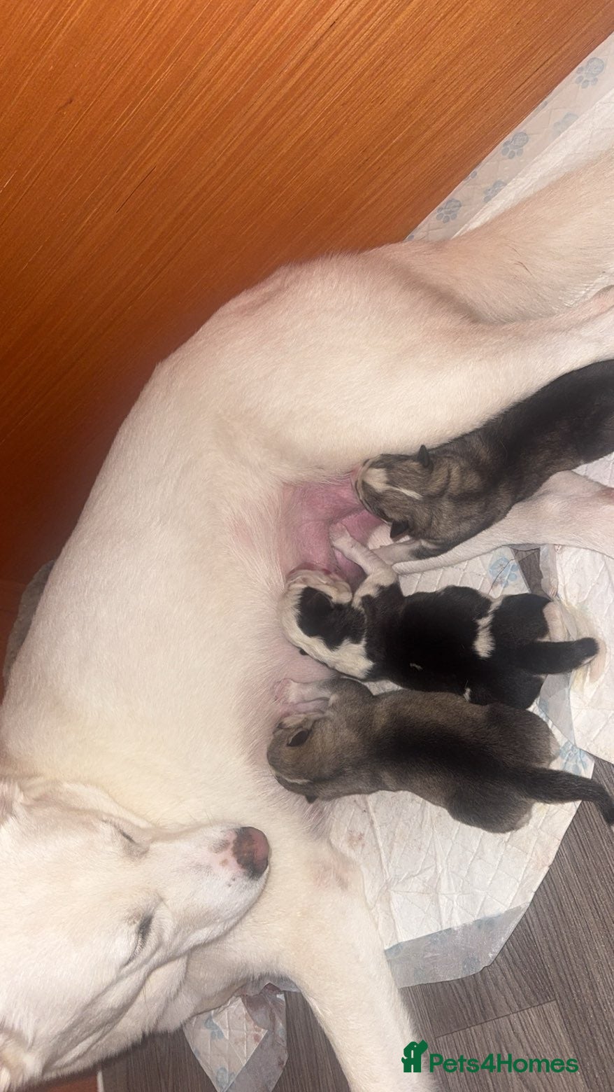 Siberian Husky dogs Husky Puppies – Ready 22/12/25 🐾  - Advert 4