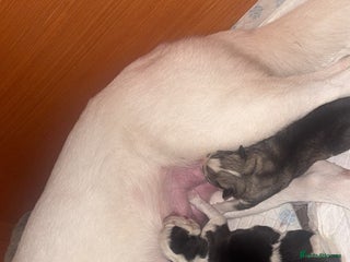 Siberian Husky dogs Husky Puppies – Ready 22/12/25 🐾 - Advert 15