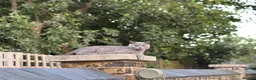 British Shorthair cats for sale: Stunning Grey British Shorthair - Advert 9