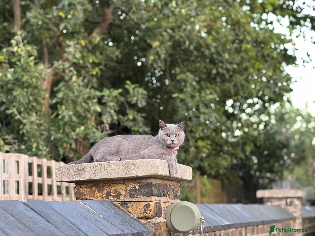 British Shorthair cats for sale: Stunning Grey British Shorthair - Advert 9